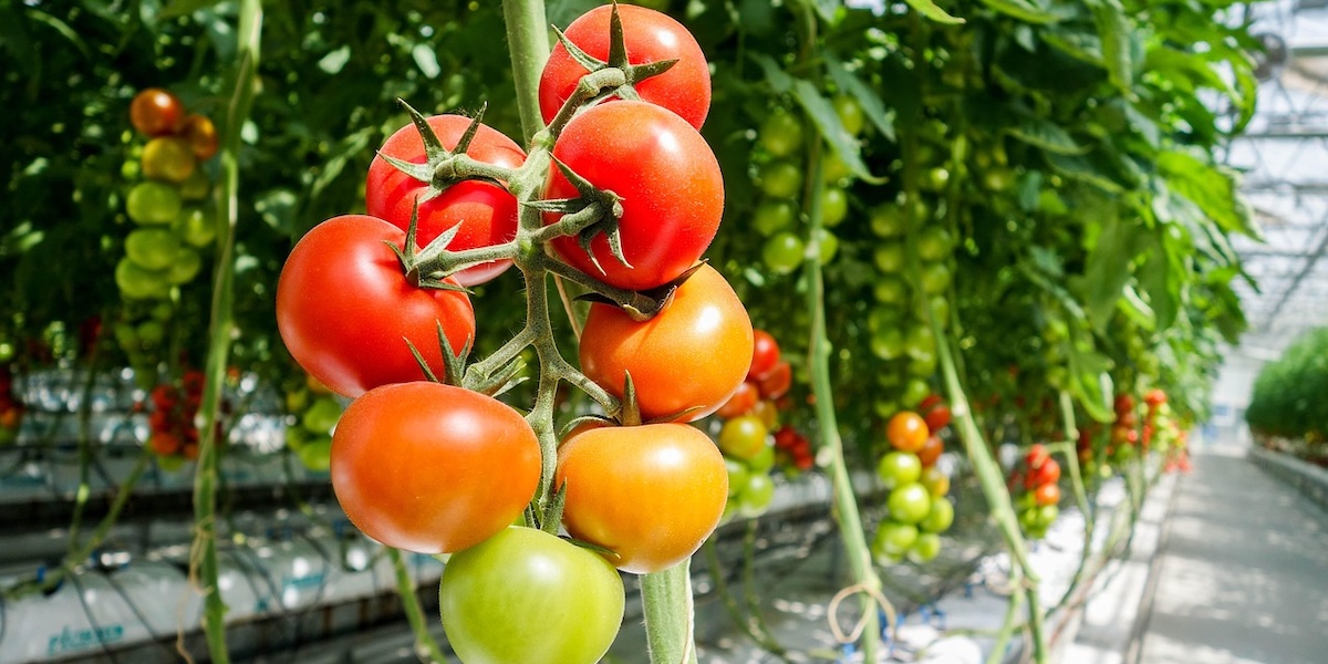 agrofert tomate